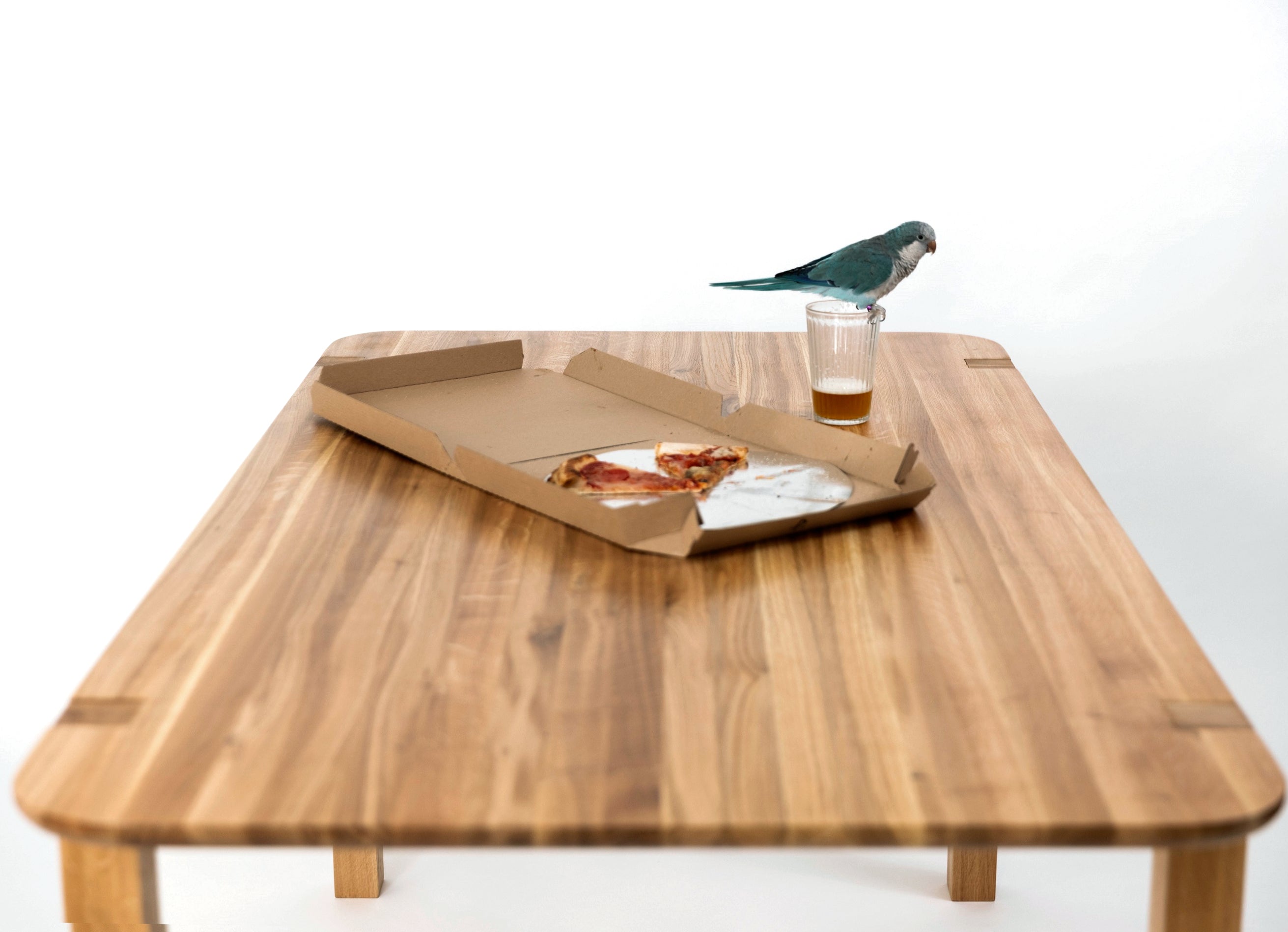Parrot and pizza on a dining table papoušek a pizza na jídelním stole